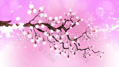 樱花盛开。 樱桃树枝。 樱花粉红色.. 樱花粉色背景..
